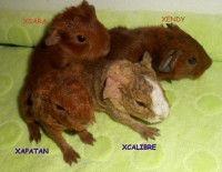 /album/hosani/x-banda-s-popiskem-jpg/